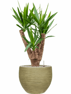 Yucca Elephantipes In Baq Dune D 24 H 94 cm - PlantenShop24 - 26-05-2025