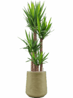 Yucca Elephantipes In Baq Dune D 34 H 199 cm - PlantenShop24 - 26-05-2025