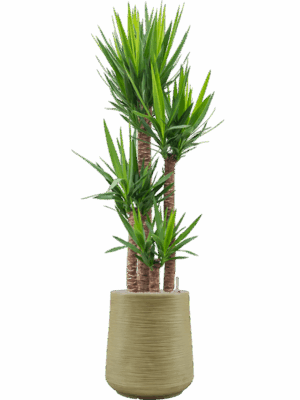 Yucca Elephantipes In Baq Dune D 34 H 199 cm - PlantenShop24 - 26-05-2025