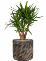 Yucca Elephantipes In Baq Luxe Lite Universe Wave D 22 H 105 cm - PlantenShop24 - 30-04-2025