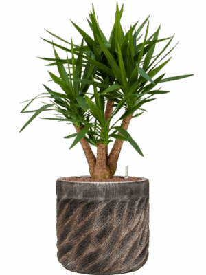 Yucca Elephantipes In Baq Luxe Lite Universe Wave D 22 H 105 cm - PlantenShop24 - 30-04-2025