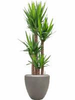 Yucca Elephantipes In Baq Nucast D 34 H 193 cm - PlantenShop24 - 26-05-2025