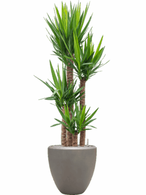 Yucca Elephantipes In Baq Nucast D 34 H 193 cm - PlantenShop24 - 26-05-2025