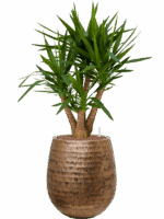 Yucca Elephantipes In Baq Opus Hammered D 22 H 109 cm - PlantenShop24 - 30-04-2025