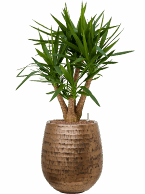 Yucca Elephantipes In Baq Opus Hammered D 22 H 109 cm - PlantenShop24 - 30-04-2025