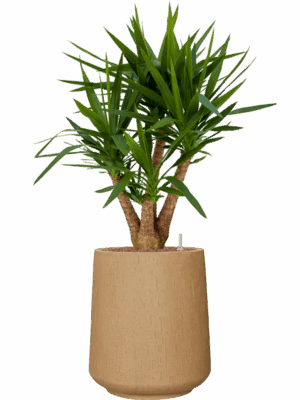 Yucca Elephantipes In Baq Raindrop D 22 H 109 cm - PlantenShop24 - 30-04-2025