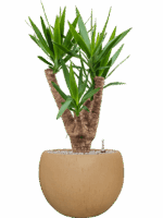 Yucca Elephantipes In Baq Raindrop D 24 H 95 cm - PlantenShop24 - 26-05-2025