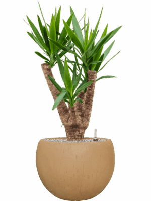 Yucca Elephantipes In Baq Raindrop D 24 H 95 cm - PlantenShop24 - 26-05-2025