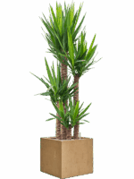 Yucca Elephantipes In Baq Raindrop D 34 H 186 cm - PlantenShop24 - 26-05-2025
