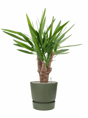 Yucca Elephantipes In Greenville D 21 H 81 cm - PlantenShop24 - 21-05-2025