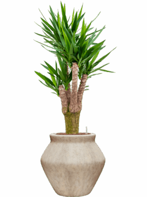 Yucca Elephantipes In Mineral D 25 H 140 cm - PlantenShop24 - 01-05-2025
