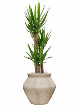 Yucca Elephantipes In Mineral D 27 H 148 cm - PlantenShop24 - 12-05-2025