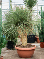 Yucca Linearifolia D 65 H 175 cm - PlantenShop24 - 06-05-2025