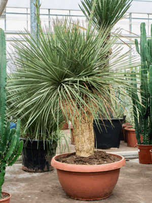 Yucca Linearifolia D 65 H 175 cm - PlantenShop24 - 06-05-2025