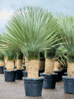 Yucca Rostrata D 50 H 200 cm - PlantenShop24 - 29-05-2025