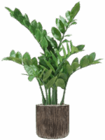 Zamioculcas In Baq Luxe Lite Universe Waterfall D 23 H 91 cm - PlantenShop24 - 08-05-2025