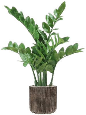 Zamioculcas In Baq Luxe Lite Universe Waterfall D 23 H 91 cm - PlantenShop24 - 08-05-2025