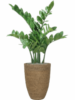 Zamioculcas In Bohemian D 30 H 109 cm - PlantenShop24 - 08-05-2025