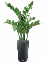 Zamioculcas In Lechuza Cilindro D 23 H 105 cm - PlantenShop24 - 08-05-2025