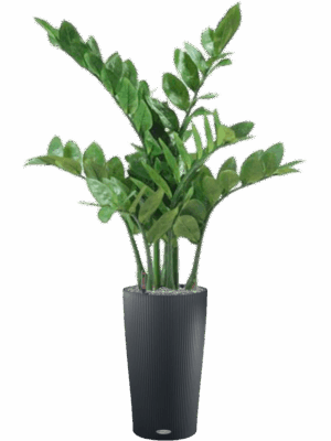 Zamioculcas In Lechuza Cilindro D 23 H 105 cm - PlantenShop24 - 08-05-2025