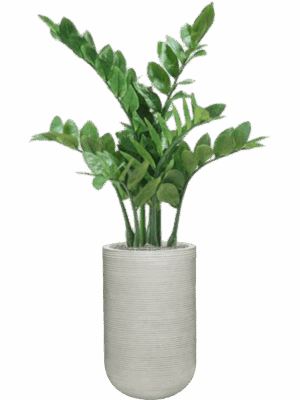 Zamioculcas In Ridged Horizontally D 28 H 112 cm - PlantenShop24 - 09-05-2025