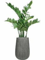 Zamioculcas In Ridged Vertically D 29 H 111 cm - PlantenShop24 - 08-05-2025