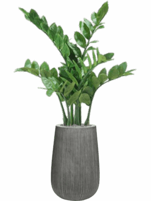 Zamioculcas In Ridged Vertically D 29 H 111 cm - PlantenShop24 - 08-05-2025