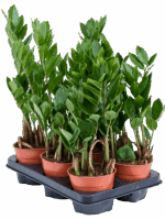 Zamioculcas Zamiifolia D 12 H 35 cm - PlantenShop24 - 24-06-2025