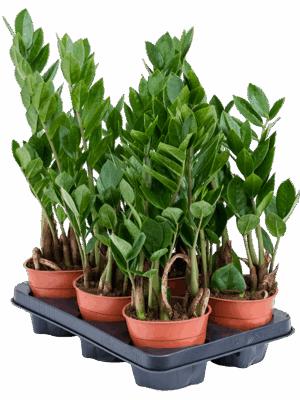 Zamioculcas Zamiifolia D 12 H 35 cm - PlantenShop24 - 24-06-2025