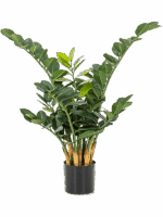 Zamioculcas Zamiifolia D 13 H 66 cm - PlantenShop24 - 30-04-2025