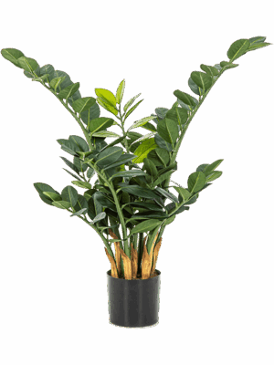 Zamioculcas Zamiifolia D 13 H 66 cm - PlantenShop24 - 30-04-2025