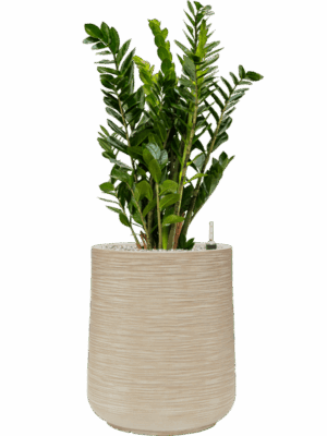 Zamioculcas Zamiifolia In Baq Dune D 24 H 98 cm - PlantenShop24 - 05-05-2025