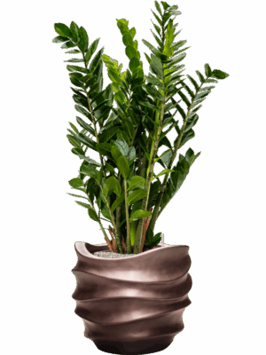 Zamioculcas Zamiifolia In Baq Gradient Lee D 24 H 112 cm - PlantenShop24 - 05-05-2025
