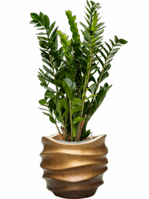 Zamioculcas Zamiifolia In Baq Gradient Lee D 24 H 112 cm - PlantenShop24 - 05-05-2025