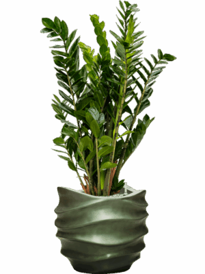 Zamioculcas Zamiifolia In Baq Gradient Lee D 24 H 112 cm - PlantenShop24 - 05-05-2025