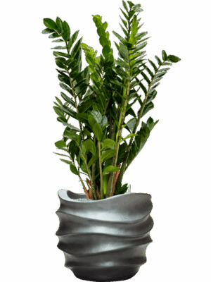 Zamioculcas Zamiifolia In Baq Gradient Lee D 24 H 112 cm - PlantenShop24 - 05-05-2025