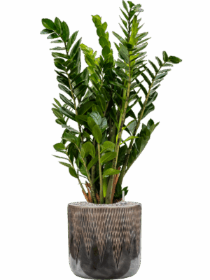 Zamioculcas Zamiifolia In Baq Luxe Lite Universe Comet D 24 H 110 cm - PlantenShop24 - 05-05-2025