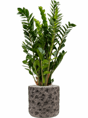 Zamioculcas Zamiifolia In Baq Luxe Lite Universe Moon D 24 H 109 cm - PlantenShop24 - 05-05-2025