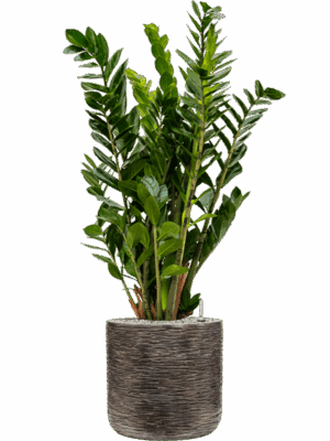 Zamioculcas Zamiifolia In Baq Luxe Lite Universe Wrinkle D 24 H 110 cm - PlantenShop24 - 05-05-2025