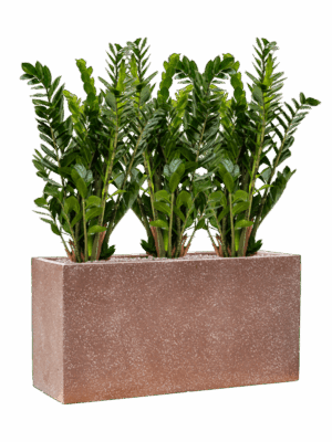 Zamioculcas Zamiifolia In Baq Terrazzo D 24 H 94 cm - PlantenShop24 - 05-05-2025
