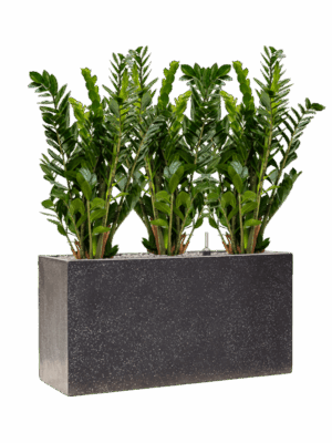 Zamioculcas Zamiifolia In Baq Terrazzo D 24 H 95 cm - PlantenShop24 - 05-05-2025