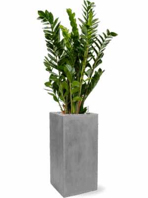 Zamioculcas Zamiifolia In Fiberstone D 24 H 137 cm - PlantenShop24 - 05-05-2025