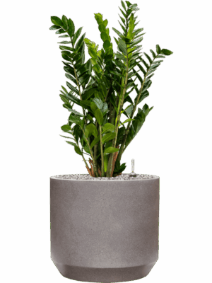 Zamioculcas Zamiifolia In Rotunda Urban D 24 H 90 cm - PlantenShop24 - 05-05-2025