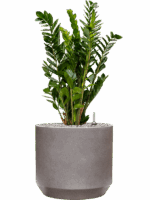 Zamioculcas Zamiifolia In Rotunda Urban D 24 H 90 cm - PlantenShop24 - 16-05-2025