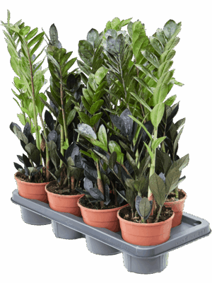 Zamioculcas Zamiifolia Raven D 14 H 50 cm - PlantenShop24 - 27-05-2025