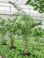 Caryota Mitis2.30-3.00M D 50 H 300 cm - PlantenShop24 - 18-06-2025