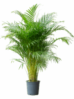 Areca Chrysalidoc. Lutescens D 27 H 170 cm - PlantenShop24 - 10-06-2025