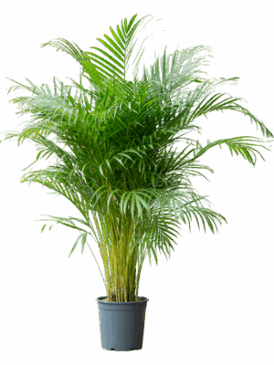 Areca Chrysalidoc. Lutescens D 27 H 170 cm - PlantenShop24 - 10-06-2025