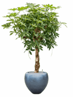 Schefflera Arb. Compacta In Baq Metallic Silver Leaf D 30 H 180 cm - PlantenShop24 - 03-06-2025