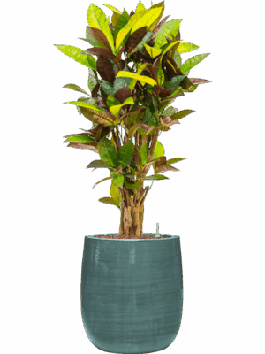 Croton Codiaeum Variegatum Mrs. Iceton In Plain Striped D 18 H 93 cm - PlantenShop24 - 02-06-2025